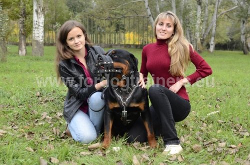 Muselière panier en cuir pour chien /Rottweiler/