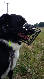 Solid Basket Muzzle with Rubber Cover for Border Collie