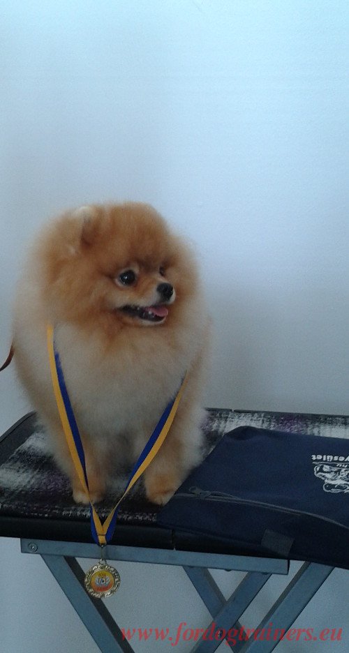 Small Dog Show Champion