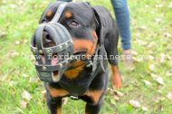 Leather Dog Muzzle for Rottweiler