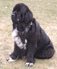 Newfoundland Luxury Handcrafted Padded Leather Harness