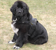 Newfoundland Nylon multi-purpose dog harness H6