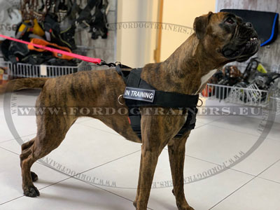 Dog Harness with Velcro Patches for Boxer
