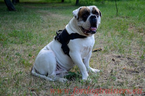 Training Harness for American Bulldog