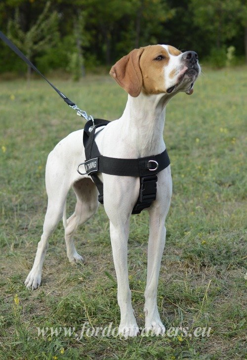 Step-in Nylon Harness for Dog Training