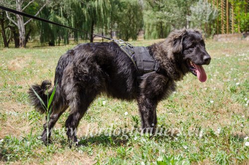 Caucasian Shepherd Leather Dog Harness