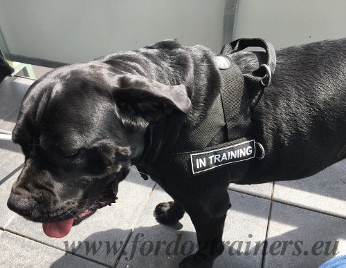 Nylon Dog Harness ID Multifunctional