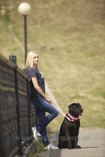 Rottweiler Walking on Lead