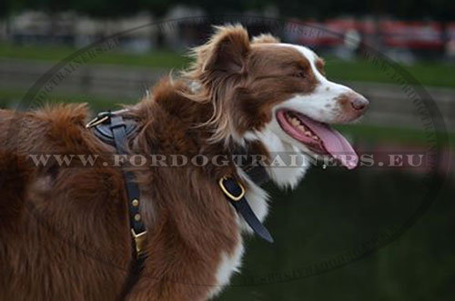 Leather Harness for Dog Training and Tracking