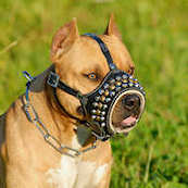 Studded muzzle for Amstaff