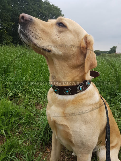 Awesome Dog Collar for Labrador