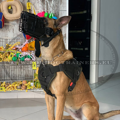 Winter Dog Muzzle and Harness for Malinois