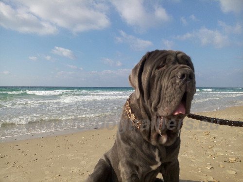 Pinch Dog Collar for Neapolitan Mastiff