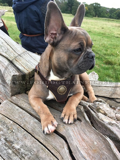 Harness Size for French Bulldog Leather