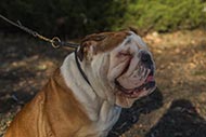 Choke Halsband van Echte Leer voor Engelse Bulldog