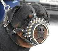 Leather Dog Muzzle for Rottweiler with SPIKES, Royal
