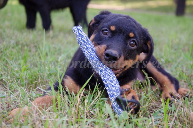 Bite Tug for Rotti Puppy