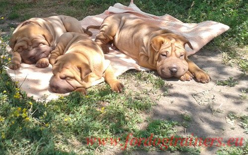 Shar-pei at National Dog Show