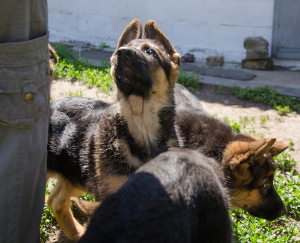 Pups Learning Their Names