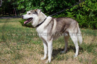 Classic Leather Collar for West Siberian Laika