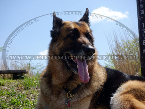 Leather Collar for GSD Choke Flat