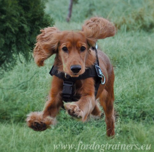 Practicable Harness for Cocker Spaniel