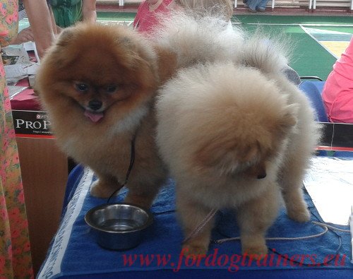 Beauty Show Fluffy Dogs