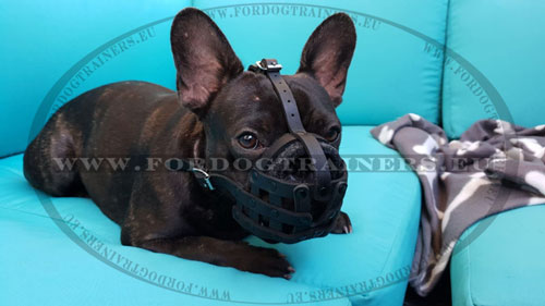 Leather Muzzle for French Bulldog Basket Type