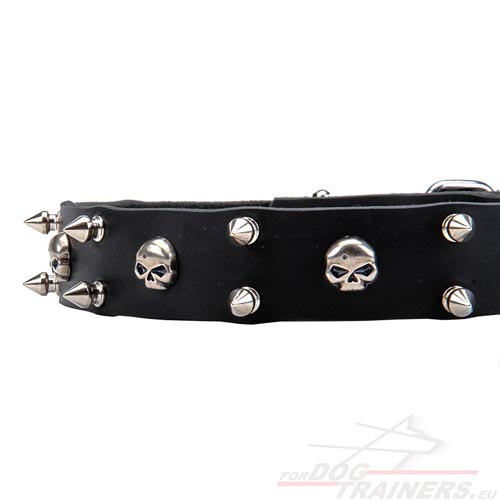 Best Dog Collars Collection