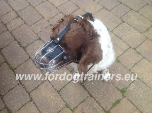 Wire Basket Muzzle for English Springer