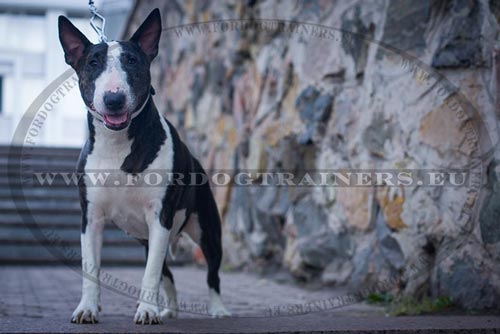Handcrafted Leather Collar for Bull Terrier