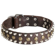 Studded Dog Collar for Walking and Training