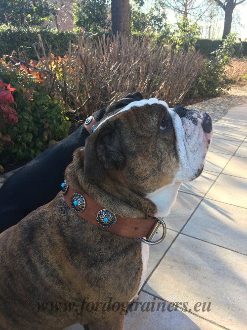 Bulldog Decorated Collar Tan Leather
