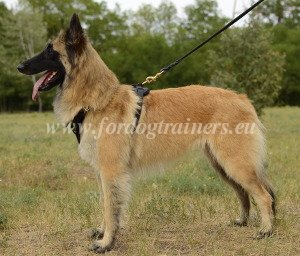 Dog Training Products for Belgian Tervuren