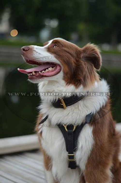 Leather Dog Harness Exclusive for Dog Training