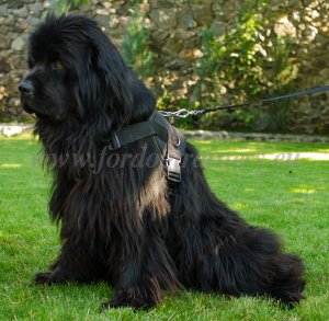 Waterproof Harness for Newfoundland