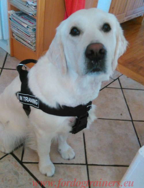 Easy Walk Dog Harness for Labrador