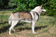 Harness for Stylish Hunting Dog Studded ➽