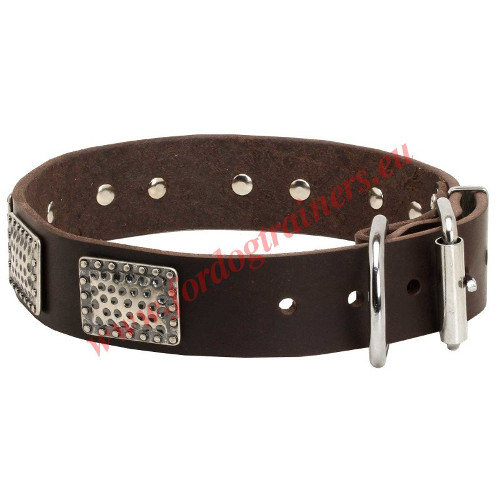 Dog Collar with Plates for Walking
