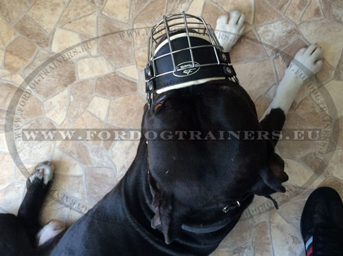 Pitbull Muzzle Nickeled Wire Construction