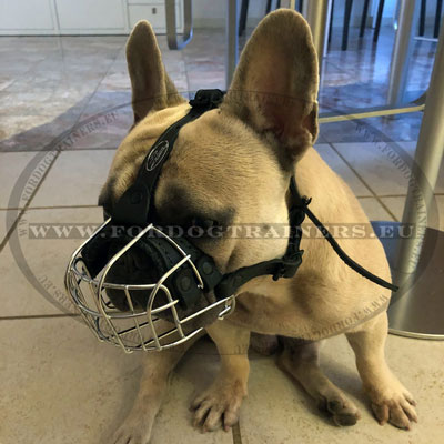 French Bulldog Muzzle Best Seller Top
