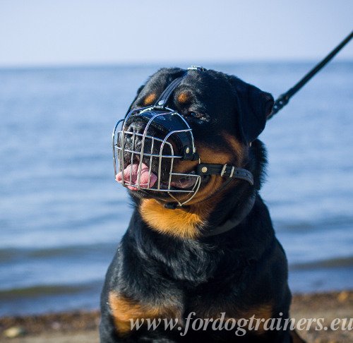 Metal Dog Muzzle with Leather Straps for Rottweiler