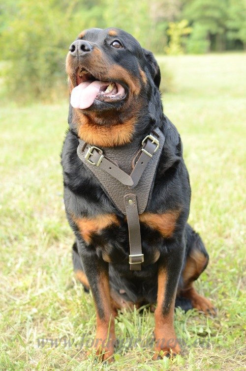 Large Dog Padded Leather Harness