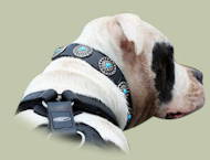 American Bulldog Hundehalsband aus Leder mit blauen Steinen