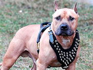Amstaff leather harness with spikes