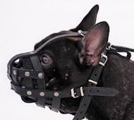Muzzle Multifunctional for french Bulldog ℳ