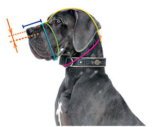 How to size your
dog for muzzle