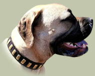 High-quality decorated leather collar for Bullmastiff excellent 