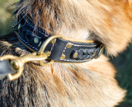 Nappa Padded Leather Collar for Belgian Malinois
