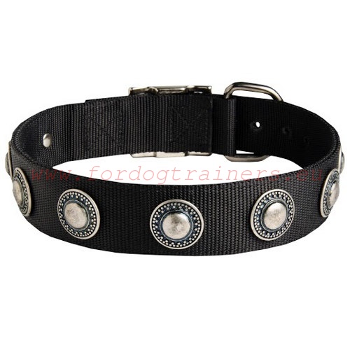 Stunning
Nylon Collar for Malinois with Decorations